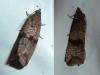 Celypha striana